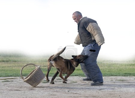 junger belgischer Schäferhund, der in der Natur für Sicherheit trainiert