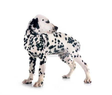 Foto de Cachorro dálmata en frente de fondo blanco - Imagen libre de derechos