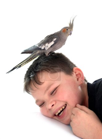 young Cockatiel on boy in front of white background