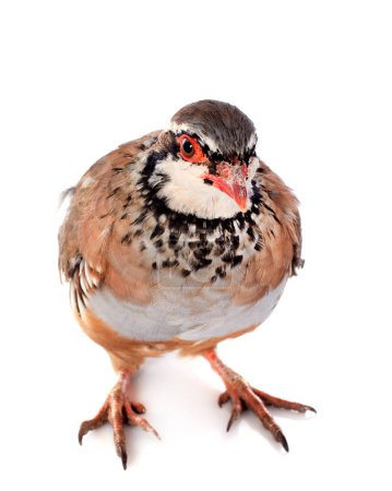 Red-legged or French Partridge, Alectoris rufa in front of white background