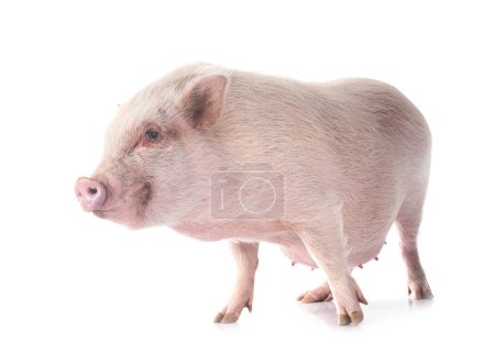 cerdo miniatura rosa delante de fondo blanco