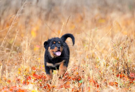 Photo for Puppy rottweiler running in the nature in summer - Royalty Free Image