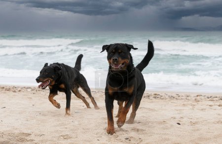 young rottweiler and beauceron running on the beach in spring