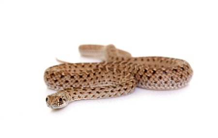 Montpellier snake in front of white background
