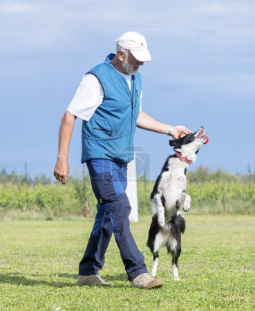 Hundetraining für Gehorsamsdisziplin mit einem Border Collie