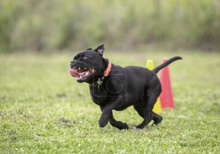  staffordshire bull terrier training  for obedience discipline