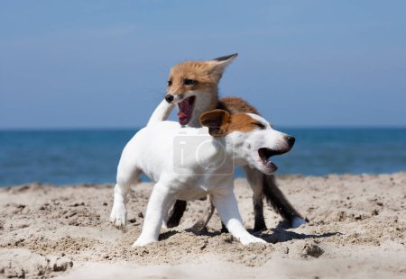 Foto de Joven zorro y perro jugando en la playa en verano - Imagen libre de derechos