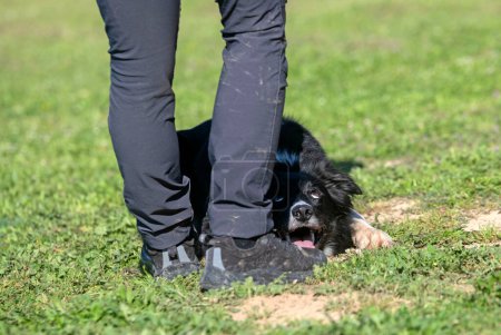 Hundetraining für Gehorsamsdisziplin mit einem Border Collie