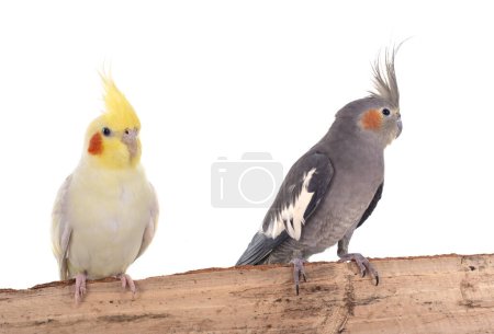 young Cockatiel in front of white background