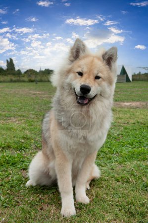 portrait of an eurasier in the nature