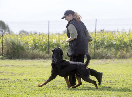 entrenamiento de perros para la disciplina de obediencia con un rottweiler