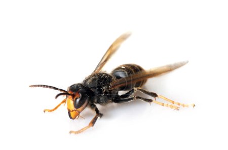  asian hornet in front of white background