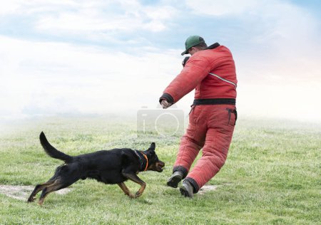 Schäferhund aus Beauce trainiert in der Natur für Sicherheit