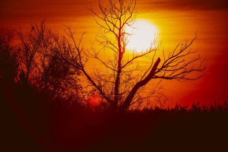 Téléchargez les photos : Une silhouette d'arbre sans feuilles contre un coucher de soleil parfait. Silhouette d'un arbre avec coucher de soleil - en image libre de droit