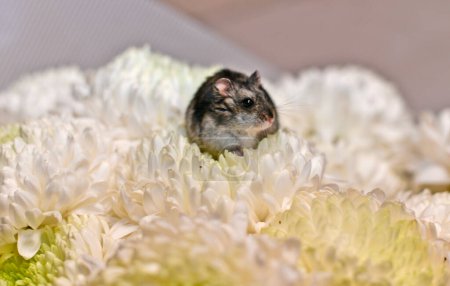 Photo for Djungarian hamster on a large white chrysanthemum flower. - Royalty Free Image