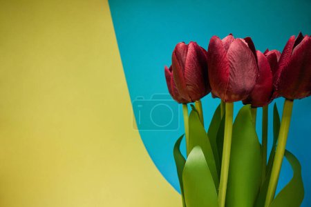 Foto de Vista macro de tulipanes rojos bajo la luz frente al fondo amarillo-azul. Natural, flores, fragante - Imagen libre de derechos