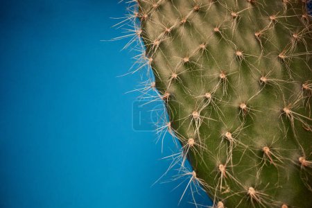 Foto de Macro vista a la hermosa hoja de cactus bajo la luz en frente de fondo azul. Natural, cactus, planta de interior - Imagen libre de derechos
