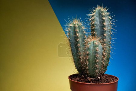 Téléchargez les photos : Vue rapprochée d'un cactus dans le pot sous la lumière devant le fond jaune-bleu. Naturel, cactus, plante d'intérieur - en image libre de droit