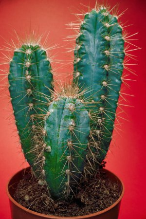 Téléchargez les photos : Vue rapprochée d'un cactus dans le pot sous la lumière devant le fond rouge. Naturel, cactus, plante d'intérieur - en image libre de droit
