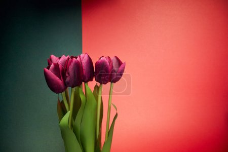 Foto de Vista de cerca en tulipanes rojos bajo la luz delante del fondo rojo-negro. Natural, flores, fragante - Imagen libre de derechos