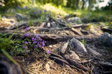 Téléchargez les photos : Sentier forestier avec des fleurs violettes et des roches. Contexte naturel de la scène forestière. - en image libre de droit