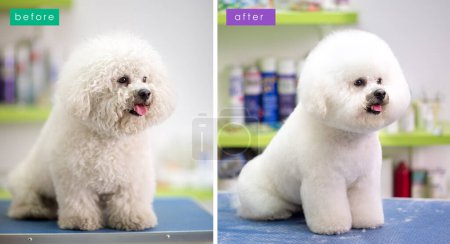 Foto de Antes y después de la preparación del perro, Bichon Fries aseo - Imagen libre de derechos