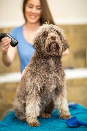 Foto de Barbe Dog se corta el pelo en Pet Spa Grooming Salon. Primer plano de Dog. el perro tiene un corte de pelo. Peluquero sonriente de fondo. concepto de peluquero. - Imagen libre de derechos