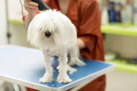 Foto de El perro se corta el pelo en Pet Spa Grooming Salon. Primer plano de Dog. el perro tiene un corte de pelo. peluquero de fondo. groomer concept.Trimming el maltés blanco en el salón - Imagen libre de derechos