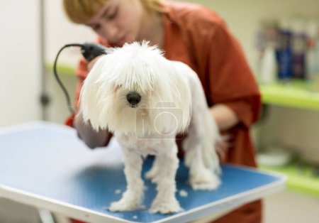 Foto de El perro se corta el pelo en Pet Spa Grooming Salon. Primer plano de Dog. el perro tiene un corte de pelo. peluquero de fondo. groomer concept.Trimming el maltés - Imagen libre de derechos