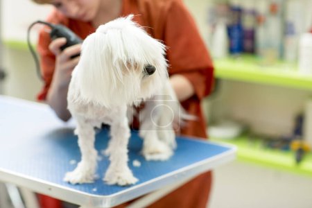 Téléchargez les photos : Couper le chien par un rasoir électrique - en image libre de droit