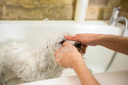 Foto de Un perro tomando una ducha antes de recortar - Imagen libre de derechos