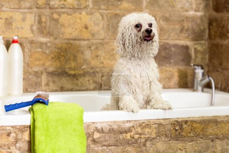 Bichon Fries im Badezimmer Dusche. Hund bekommt Haarschnitt im Pet Spa Grooming Salon. Großaufnahme von Hund. Groomer-Konzept.