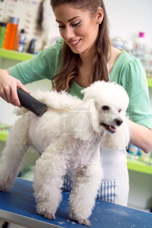 Photo for Professional woman haircut white poodle in hair service. Dog gets hair cut at Pet Spa Grooming Salon. Closeup of Dog. groomer concept.the dog has a haircut. Groomer in background. - Royalty Free Image