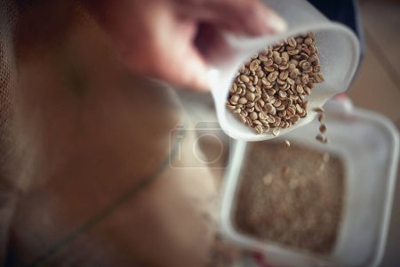 Téléchargez les photos : Détail gros plan grains entiers café frais mettre d'un plat à l'autre par la main féminine caucasienne - en image libre de droit