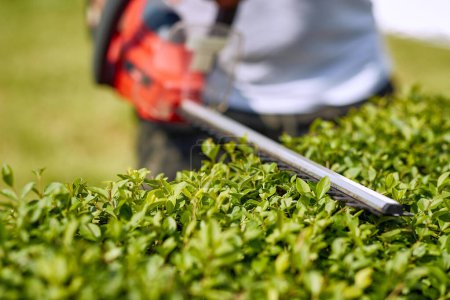 Photo for Close-up view of a hedge trimmer in action. The sharp blades of the trimmer are showcased as they effortlessly glide through the foliage, creating clean and precise cuts. - Royalty Free Image