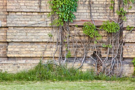 Photo for Tree roots and vines on the background of a brick wall. The city was cleared of garbage and people - Royalty Free Image