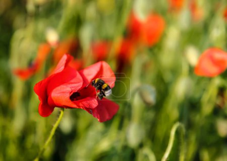 Foto de Bumblebee flying near a poppy flower in the field. - Imagen libre de derechos