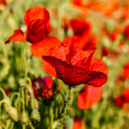 Photo for Close-up of a poppy in a field in spring. - Royalty Free Image