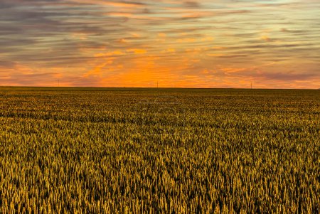 Photo for Sunset ina filed of cereals located in the agricultural heart of France, Beauce region. - Royalty Free Image