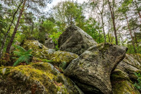 Foto de Specific landscape with rocks and forest in Fontainebleau Forest 60 km from Paris, France. The forest is close to Barbizon where it was a famous paiting school and it is the most popular bouldering destination in the world. - Imagen libre de derechos