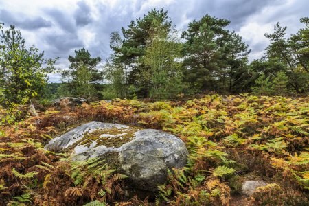 Téléchargez les photos : Specific landscape with rocks and forest in Fontainebleau Forest 60 km from Paris, France. The forest is close to Barbizon where it was a famous paiting school and it is the most popular bouldering destination in the world. - en image libre de droit