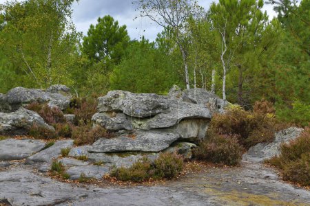 Téléchargez les photos : Specific landscape with rocks and forest in Fontainebleau Forest 60 km from Paris, France. - en image libre de droit