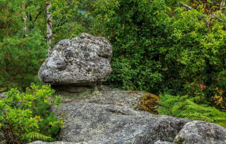 Téléchargez les photos : Specific landscape with rocks and forest in Fontainebleau Forest 60 km from Paris, France. The forest is close to Barbizon where it was a famous paiting school and it is the most popular bouldering destination in the world. - en image libre de droit