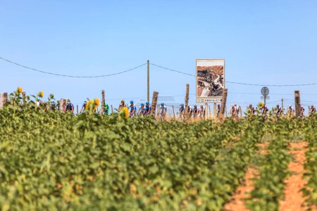 Téléchargez les photos : Villefranche-d'Albigeois, France - 17 juillet 2022 : Image du peloton chevauchant près d'un champ de tournesols lors de l'étape 15 du Tour de France 2022 - en image libre de droit