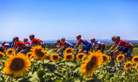 Photo for Villefranche-d'Albigeois, France - July 17th, 2022: Image of the peloton riding near a field of sunflowers during the stage 15 of Le Tour de France 2022 - Royalty Free Image