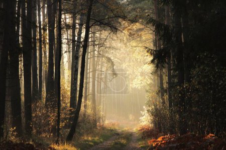 Foto de Un camino de tierra a través del bosque en una mañana de otoño - Imagen libre de derechos