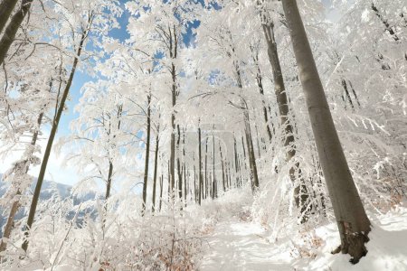 Foto de Camino a través del bosque invernal entre hayas cubiertas de nieve fresca. - Imagen libre de derechos