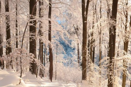 Téléchargez les photos : Hêtraie d'hiver par une matinée glacée et ensoleillée. - en image libre de droit