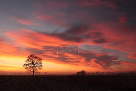 Téléchargez les photos : A tree in a field at sunrise, January. - en image libre de droit
