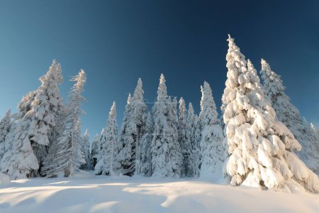 Téléchargez les photos : Winter landscape, snow-covered spruce trees on the top of the mountain. - en image libre de droit